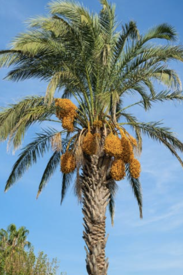 شهر يونيــو